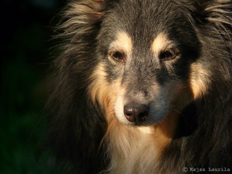 Bild på Wilma sommaren 2011. 